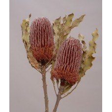 BANKSIA MENZIESII NATURAL -New pack size 