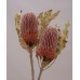 BANKSIA MENZIESII NATURAL -New pack size 