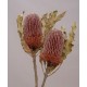 BANKSIA MENZIESII NATURAL -New pack size 