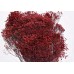 BLOOMS BROOM Berry (BULK)-