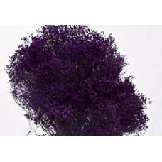 BLOOMS BROOM Purple (BULK)-