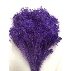 BLOOMS GYPSY Purple-