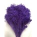 BLOOMS GYPSY Purple-