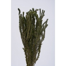 BUXIFOLIA PRESERVED 18"  Green- OUT OF STOCK