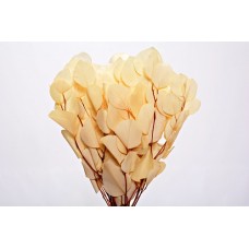 EUCALYPTUS POPULUS PRESERVED 15" Bleached- OUT OF STOCK