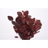 EUCALYPTUS POPULUS PRESERVED 15" Red-OUT OF STOCK EUCALYPTUS POPULUS PRESERVED 15" Red-OUT OF STOCK