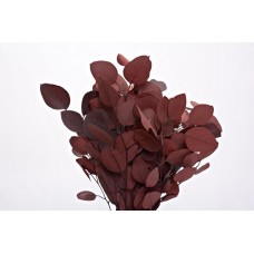 EUCALYPTUS POPULUS PRESERVED 15" Red-