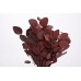 EUCALYPTUS POPULUS PRESERVED 24" Red-OUT OF STOCK