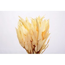 EUCALYPTUS WILLOW PRESERVED 15" Bleached-OUT OF STOCK