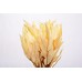 EUCALYPTUS WILLOW PRESERVED 15" Bleached