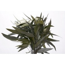 EUCALYPTUS WILLOW PRESERVED 18-20" Green