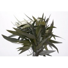 EUCALYPTUS WILLOW PRESERVED 18-20" Green-OUT OF STOCK