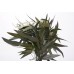 EUCALYPTUS WILLOW PRESERVED 15" Green-OUT OF STOCK