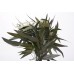 EUCALYPTUS WILLOW PRESERVED 18-20" Green