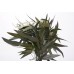 EUCALYPTUS WILLOW PRESERVED 18-20" Green-OUT OF STOCK