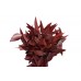 EUCALYPTUS WILLOW PRESERVED 15" Red-