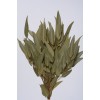 EUCALYPTUS WILLOW 15" Natural-