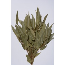 EUCALYPTUS WILLOW 15" Natural- OUT OF STOCK