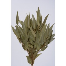 EUCALYPTUS WILLOW 15" Natural-