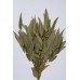 EUCALYPTUS WILLOW 15" Natural-