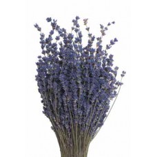 LAVENDER ENGLISH  Natural 11'-15"-OUT OF STOCK