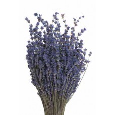 LAVENDER ENGLISH  Natural 11'-15"-