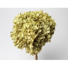 HYDRANGEA PRESERVED 6" HEAD (1-3 Stems) Antique Moss