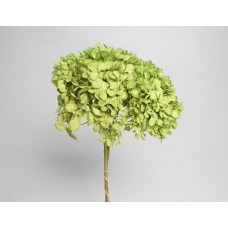 HYDRANGEA PRESERVED 6" HEAD (1-3 Stems) Basil-