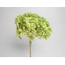 HYDRANGEA PRESERVED 6" HEAD (1-3 Stems) Basil-OUT OF STOCK