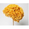 HYDRANGEA PRESERVED 6" HEAD (1-3 Stems) Gold- 