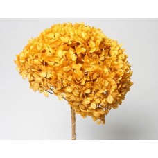 HYDRANGEA PRESERVED 6" HEAD (1-3 Stems) Gold- OUT OF STOCK