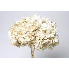 HYDRANGEA PRESERVED 6" HEAD (1-3 Stems) Ivory-OUT OF STOCK