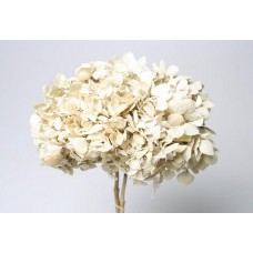 HYDRANGEA PRESERVED 6" HEAD (1-3 Stems) Ivory-
