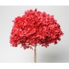 HYDRANGEA PRESERVED 6" HEAD (1-3 Stems) Red