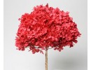 HYDRANGEA PRESERVED 6" HEAD