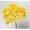 HYDRANGEA PRESERVED 6" HEAD (1-3 Stems) Yellow-