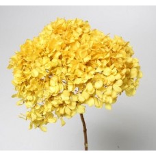 HYDRANGEA PRESERVED 6" HEAD (1-3 Stems) Yellow-