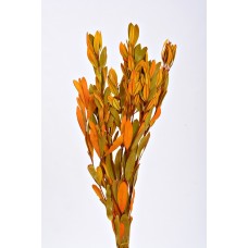 INTEGRIFOLIA Autumn- 