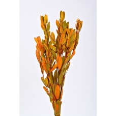 INTEGRIFOLIA Autumn- OUT OF STOCK