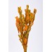 INTEGRIFOLIA Autumn- 