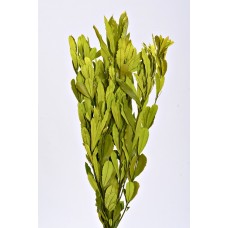 INTEGRIFOLIA Green-