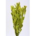 INTEGRIFOLIA Green-