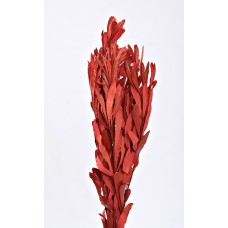 INTEGRIFOLIA Red