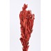 INTEGRIFOLIA Red