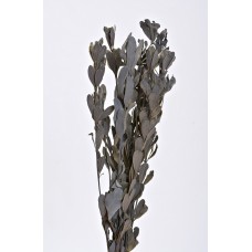 INTEGRIFOLIA PAINTED Dark Gray Wash- OUT OF STOCK