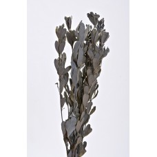 INTEGRIFOLIA PAINTED  Gray Wash- CLOSE OUT !!!!