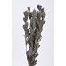 INTEGRIFOLIA PAINTED  Gray Wash- CLOSE OUT !!!!
