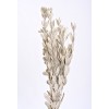 INTEGRIFOLIA PAINTED White Wash- CLOSE OUT !!!!!