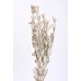 INTEGRIFOLIA PAINTED White Wash- CLOSE OUT !!!!!