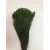 LANUGINOSA PRESERVED 16" Green - ( SALE) !!!!!